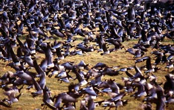 Svalbard barnacle geese at the Wildfowl and Wetlands Trust, Caerlaverock